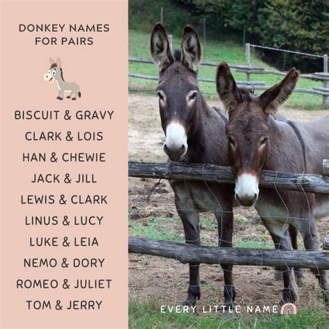 170+ Best Donkey Names (Cute, Funny, and Creative) - Every Little Name