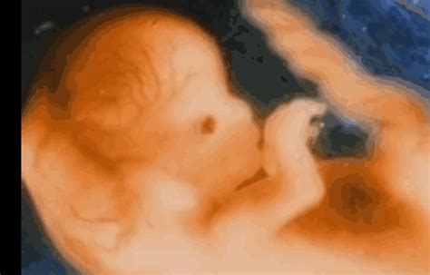 一图读懂 l 孕期孕妇及胎儿每周变化（二）