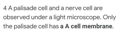 A palisade cell and a nerve cell are observed under a light microscope ...