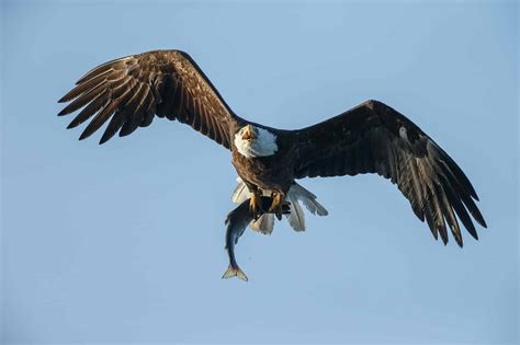Are Bald Eagles Endangered? 5 Facts About America's Bird and How Many Are Left - A-Z Animals