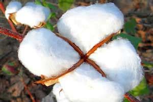 Group Activities | Bohara Group