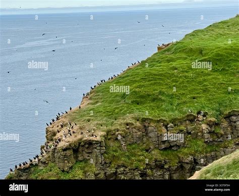 Grimsey Island - Artic Circle, Iceland Stock Photo - Alamy