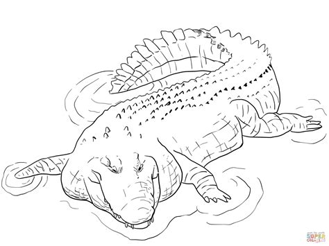 Alligators and crocodiles coloring pages download and print for free