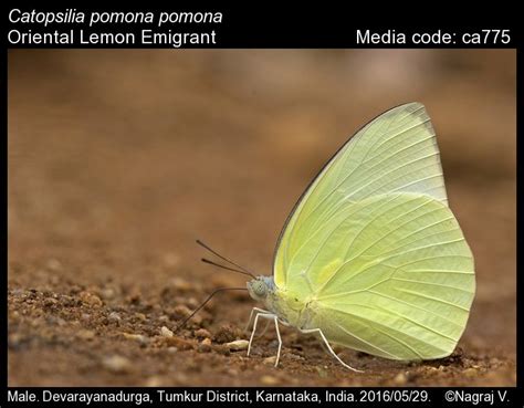Catopsilia pomona | Butterfly