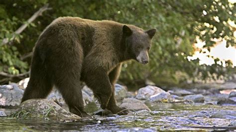 PETA blasts bear mauling victim | Fox News Video