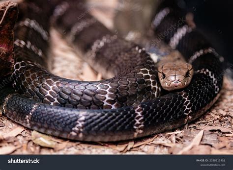 107+ Thousand Black And White Snakes Royalty-Free Images, Stock Photos ...