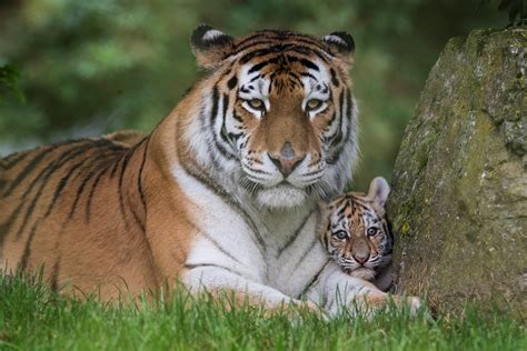 Free photo: Tiger Cub - Animal, Bengal, Cub - Free Download - Jooinn