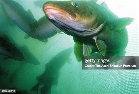 Cod Fish Swimming 的图像结果