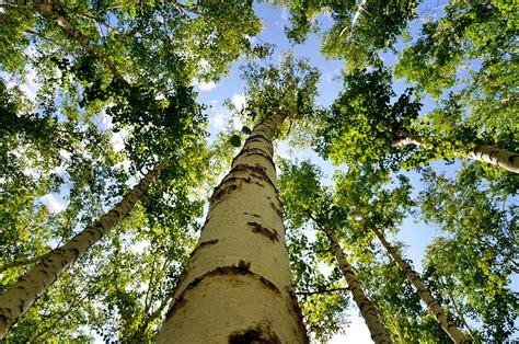 高83.4米！辰山植物园联合相关团队完成中国第一高树测量，是位于西藏察隅县的一棵云南黄果冷杉 - 周到上海