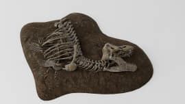 3D Model: Dinosaurs - Mary Anning's Plesiosaur Fossil