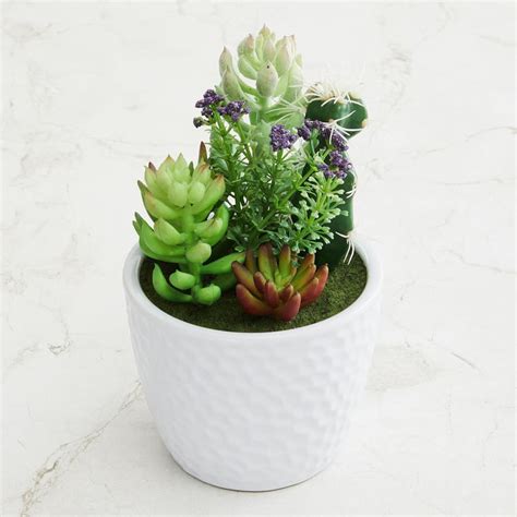Buy Gardenia Artificial Succulent in Ceramic Pot from Home Centre at ...
