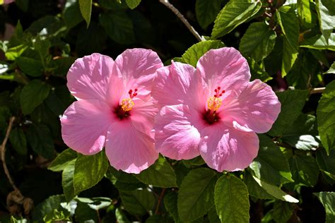 Hibiscus Flower Images