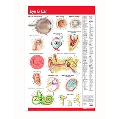 Buy Eye & Ear Guide Wall Chart 24" x 36" Laminated Poster - Medical ...