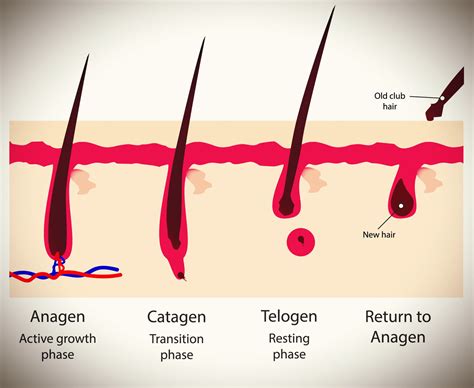 Hair Growth Cycle: Ayurvedic Hair Growth Secrets You Need To Know – Roots & Rituals - phases of hair growth