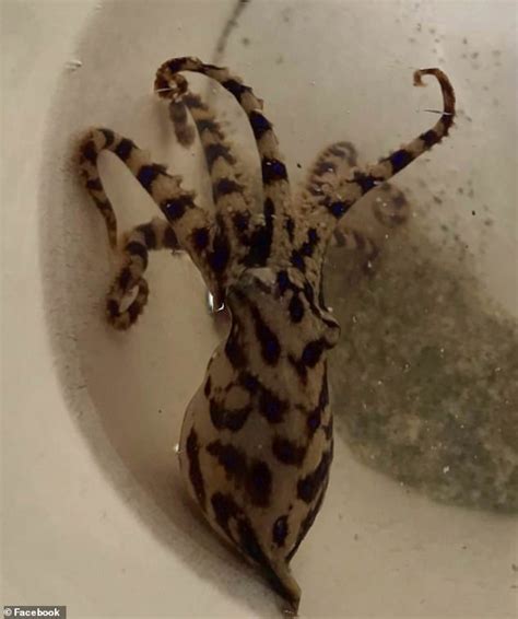 Image result for Blue-Ringed Octopus Attack