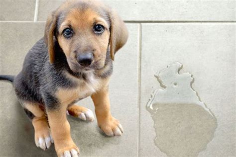 Stop Dogs Urinating Inside 的图像结果