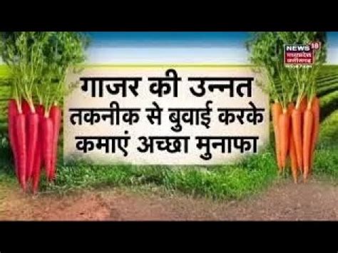 Annadata | गाजर की खेती कम समय में अच्छी आय का जरिया | Carrot Farming ...