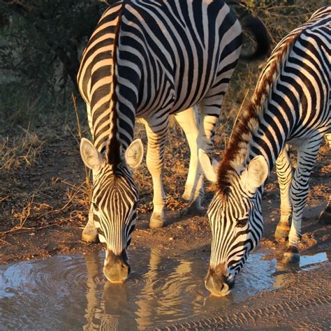 Elevated Zebras for Rare Disease — Kelly&FA
