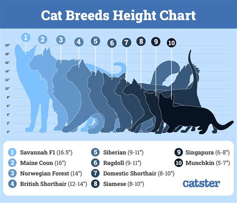 Maine Coon Cat Size: Info, Pictures & Height Comparison Chart (Vet ...