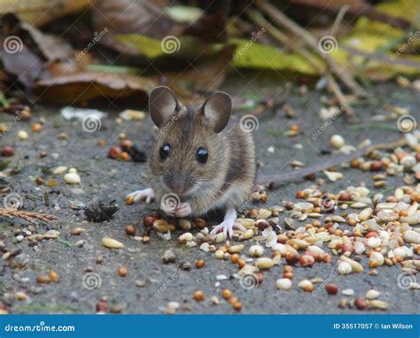 Long Tailed Field Mouse (Wood Mouse) Stock Image - Image of looking ...