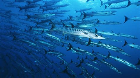 How Climate Change Affects Sea Life | Britannica