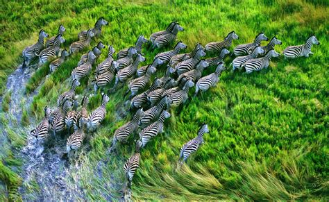 Download A Herd of Zebras Running on Grassland Wallpaper | Wallpapers.com
