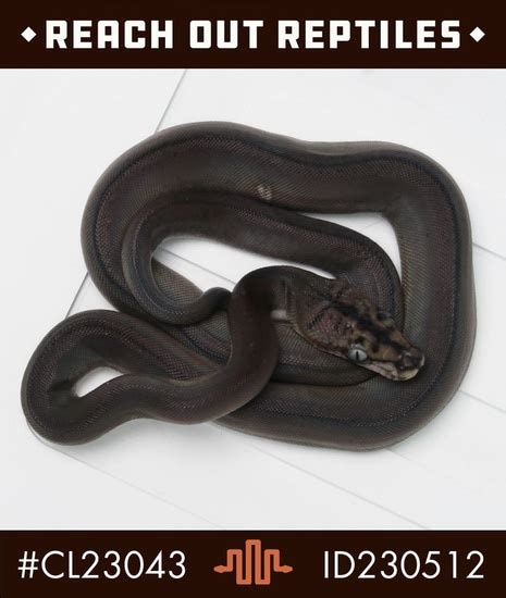 Image result for Tiger Golden Child Reticulated Python