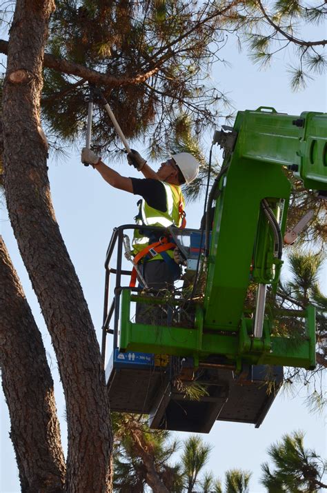 Caserma Ederle public works prunes trees to ensure safety of community ...