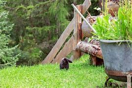 Image result for Black and White Lop Eared Rabbit