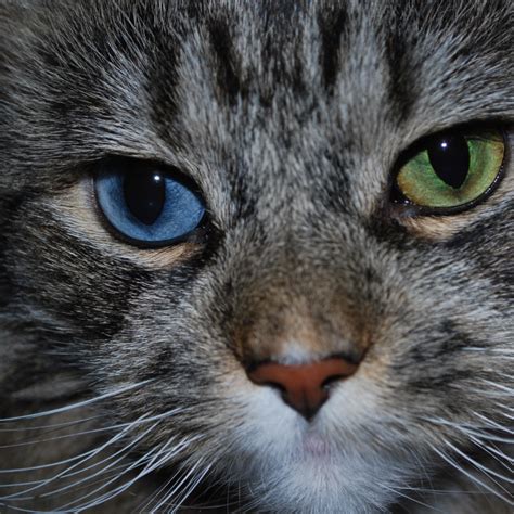 Rare Eye Colors In Cats 150+ Names For Cats With Different Colored