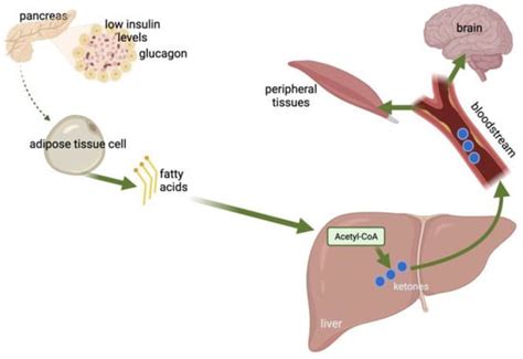 Ketone Bodies in Diabetes Mellitus: Friend or Foe?