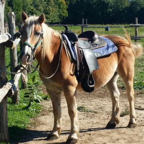 WINDRIFT KENNEL (2026) All You Need to Know BEFORE You Go (w/ Reviews ...