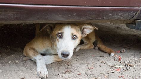 Petition · Stop 'relocating stray dogs from the campus and inhumane ...
