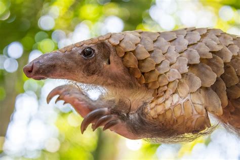 White-bellied pangolin | FWS.gov