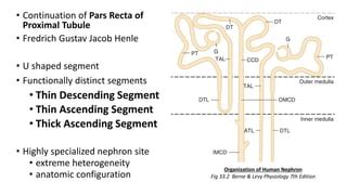 Loop of Henle Function 的图像结果