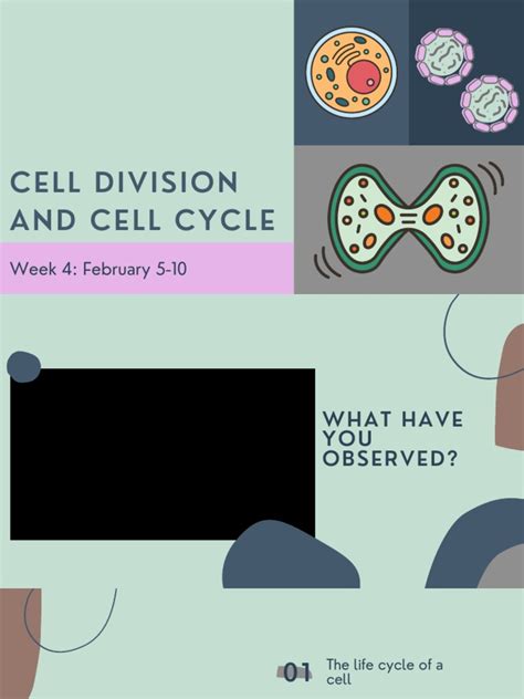 Cell Division and Cell Cycle | PDF | Mitosis | Chromosome