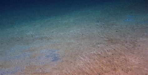 Bizarre Deep-Sea Creatures Found in Pacific Trenches