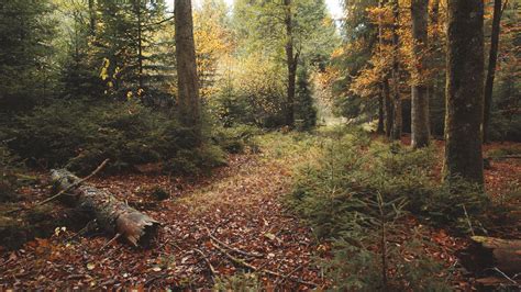 Download wallpaper 3840x2160 trees, leaves, log, autumn 4k uhd 16:9 hd ...