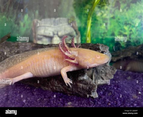 Axolotl Mexican underwater walking fish salamander in aquarium Stock ...