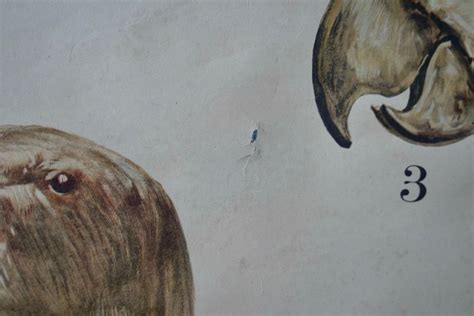 Vintage School CHART BIRD Beaks Lithograph Schreiber Verlag 1900 ...