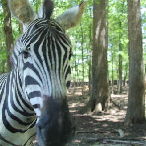 HARMONY PARK SAFARI - All You Need to Know BEFORE You Go (with Photos ...