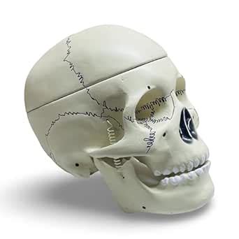 Sunlix Human Skull Cross Section Anatomy Model with Detachable Skull ...