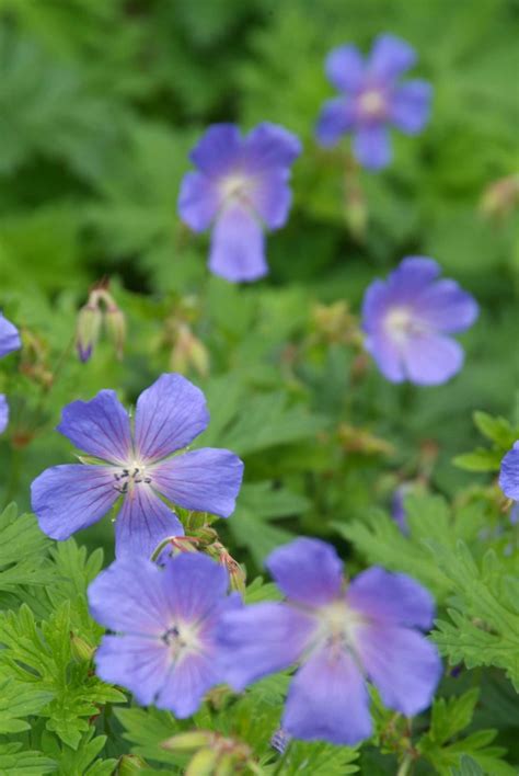 Geranium - Perennial Power