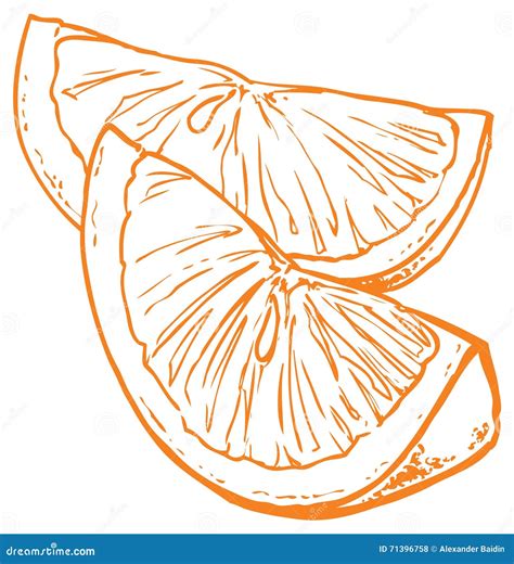 Vector Monochrome Orange Slices Stock Vector - Illustration of print ...