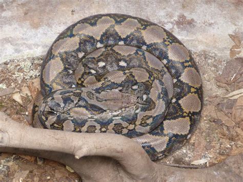 Image result for Reticulated Python Next to Human