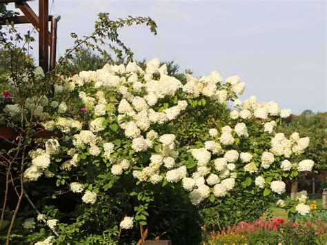 Hydrangea Paniculata Grandiflora Tree Full Sun | Woodleigh Nursery