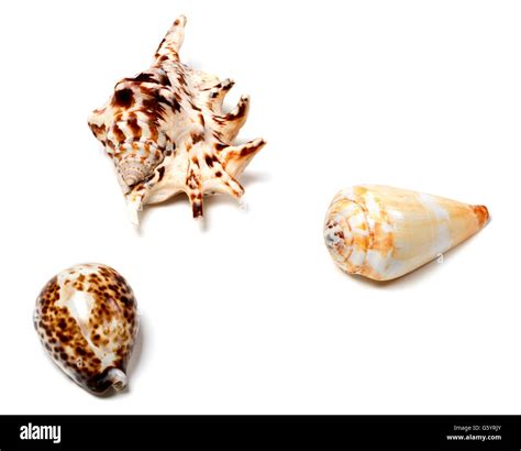 Three seashells isolated on white background with copy space Stock ...