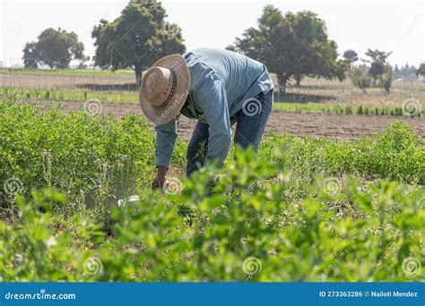 Farmer in the Alfalfa Field Stock Photo - Image of soil, environment ...