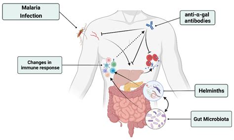 Possible Interactions between Malaria, Helminthiases and the Gut ...