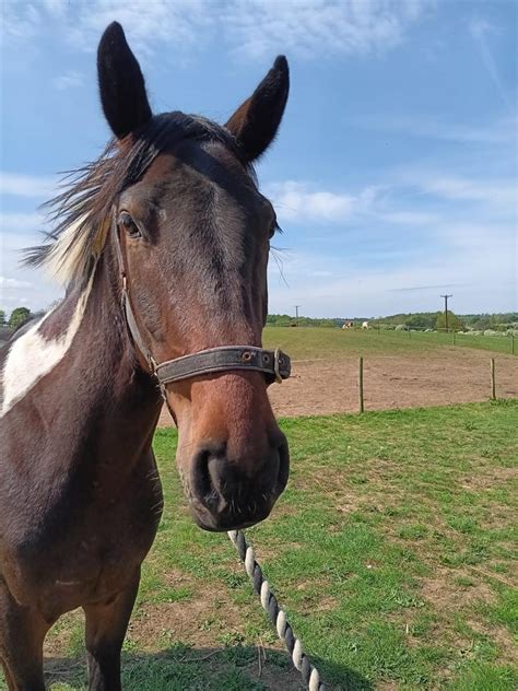 Image result for Back Cracker Cross